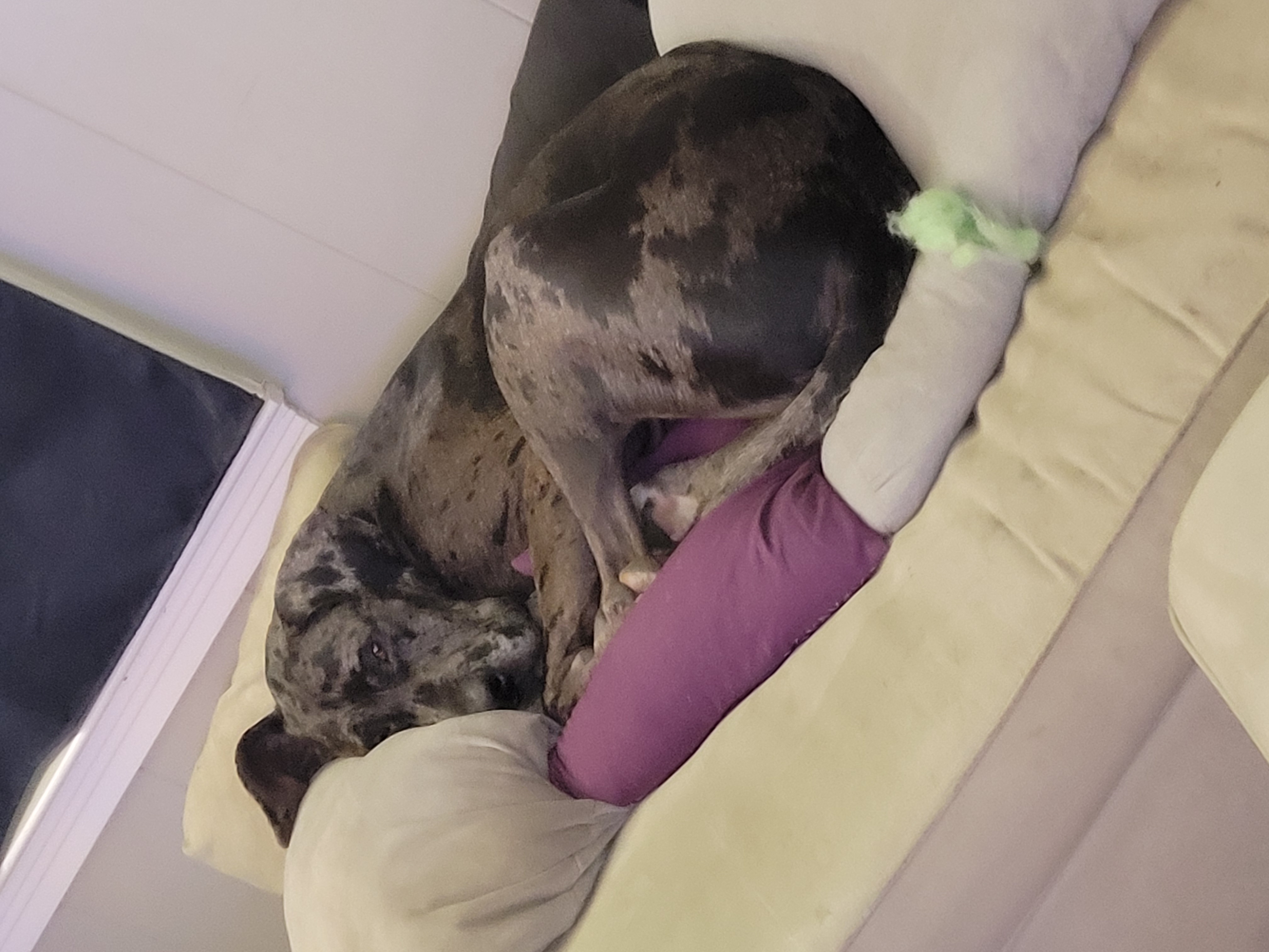 Dog resting peacefully on bed.
